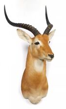 Taxidermie cobe buffon d'occasion  Toulon-