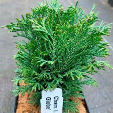 Chamaecyparis lawsoniana green for sale  Mount Pleasant