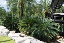 Cycas taitungensis, 10 fresh float-tested seeds for sale  Shipping to South Africa