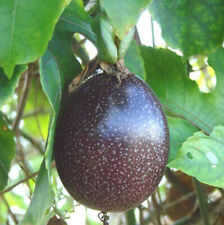Purple passion fruit for sale  El Monte