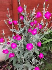 Rose campion plants for sale  MANCHESTER