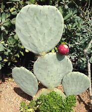 Opuntia robusta semi usato  Anzio