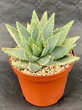 Aloe brevifolia variegated usato  Vallebona