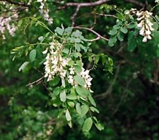 Robinia pseudoacacia 30 for sale  UK