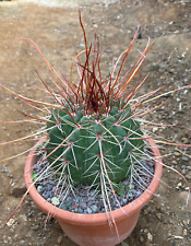 Melocactus oreas cactus usato  Menfi