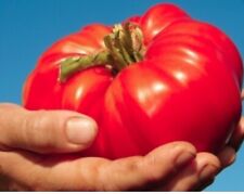 300 graines tomate d'occasion  Digne-les-Bains