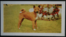 Basenji vintage 1960 for sale  DERBY