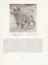 Norfolk norwich terrier for sale  COLEFORD