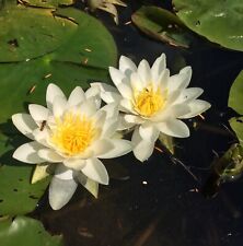 mini water lily for sale  NOTTINGHAM
