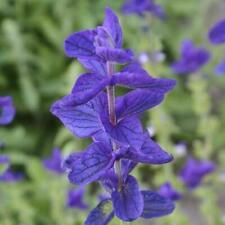 Clary sage blue for sale  Sevierville