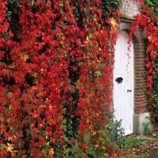 Vite canadese parthenocissus usato  Valmacca