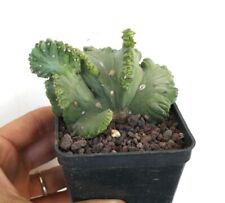Myrtillocactus geometrizans CRESTED CRESTATE AA12 for sale  Shipping to South Africa