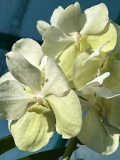 Vanda orchid plant for sale  RUGELEY