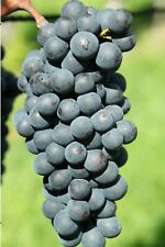 Pianta vite uva usato  Santeramo In Colle
