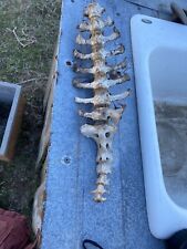 Spinal bones dorper for sale  Mount Pleasant