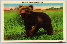 Kodiak cub bear for sale  Antioch