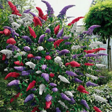 Buddleia tricolour mixed for sale  UK