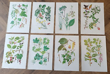 8 botanical prints flower and plant illustrations, used for sale  Shipping to South Africa