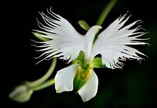 White egret orchid for sale  EXETER