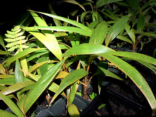 Uma muda de (Phoenicophorium borsigia) Theif Palm (Seychells), usado comprar usado  Enviando para Brazil