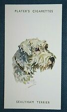 Sealyham terrier vintage for sale  DERBY