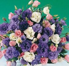 Mpb lisianthus seeds for sale  Aberdeen