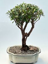 Chinese myrtle bonsai for sale  Patchogue