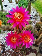 Cacti trichocereus hybrid for sale  Shipping to Ireland