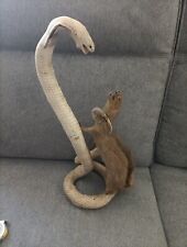 Taxidermie serpent cobra d'occasion  Vallet