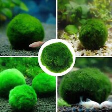 Mossball moss ball for sale  Shipping to Ireland