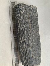 Genuine fossil tree for sale  CUMNOCK