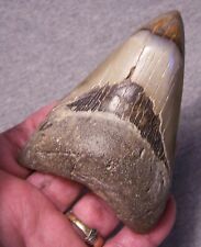 Megalodon shark tooth for sale  Hinesville