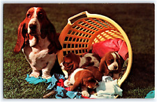 Cute basset hounds for sale  South Bend