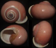 Tonyshells  Landsnail Calocochlia festiva huge 51.5mm F++, live taken very large, used for sale  Shipping to South Africa