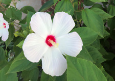 Large hardy hibiscus for sale  Oklahoma City