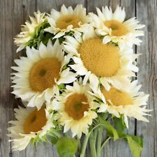 Weiße sonnenblume procut gebraucht kaufen  Oldenburg