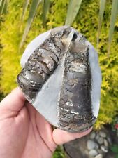 Belemnite phragmacone double for sale  REDCAR