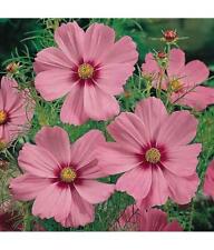 Cosmos gloria grow for sale  GRIMSBY