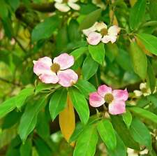 Pink dogwood tree for sale  Canton