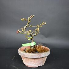 Bonsai zierquitte chaenomeles gebraucht kaufen  Völklingen