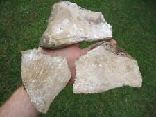 whale bone for sale  Tallahassee