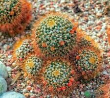 Mammillaria nivosa for sale  Shipping to Ireland