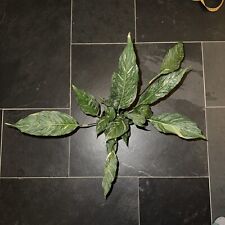 Spathiphyllum gimini variegate for sale  HOLSWORTHY