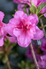 Rhododendron btusum babuschka gebraucht kaufen  Westerstede