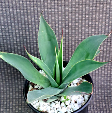 Agave blue flame for sale  USA