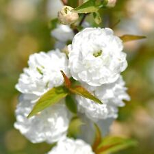 Prunus alba plena for sale  GLASGOW