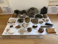 Fossil dinosaur collection for sale  MANSFIELD