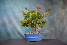 Red bougainvillea bonsai for sale  North Fort Myers