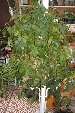 Grape ivy cissus for sale  BEXHILL-ON-SEA