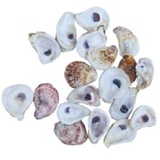 Carolina Oyster Shells Lot Of 50, Cleaned 2”-4+”, Great for crafts for sale  Shipping to South Africa